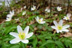 Sommerparcour Bild 7