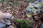 Herbst-/Winterparcours 2017/18 Bild 42