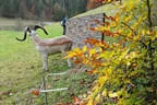 Herbstparcours 2018 Bild 16