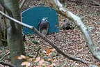 Herbstparcours 2018 Bild 18