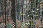 Herbstparcours 2018 Bild 22