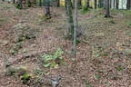 Herbstparcours 2018 Bild 37