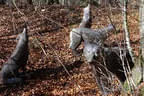 Herbst-Winter2019/20 Bild 2