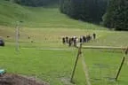5erl Alte Mittel Bild 31